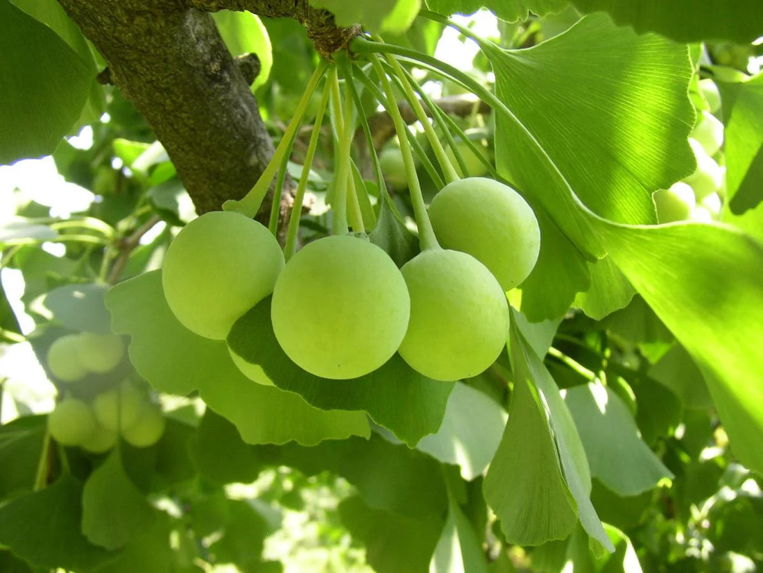 Unleashing the Power of Ginkgo Biloba: Exploring Its Remarkable Benefits